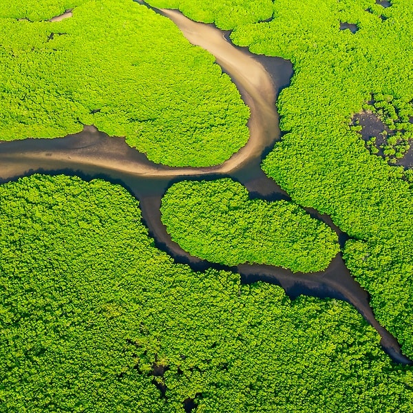 Mangrovenschutz
