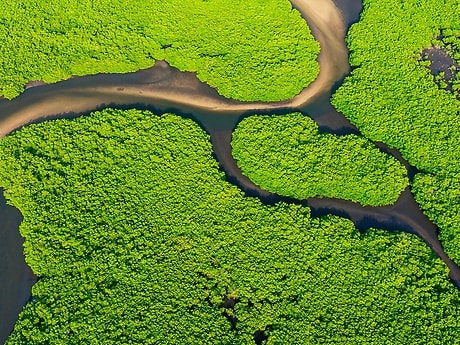 Mangrove protection
