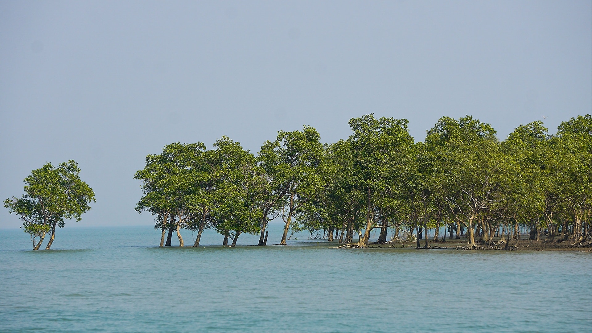 Mangroves. Photo: Global Nature Fund.