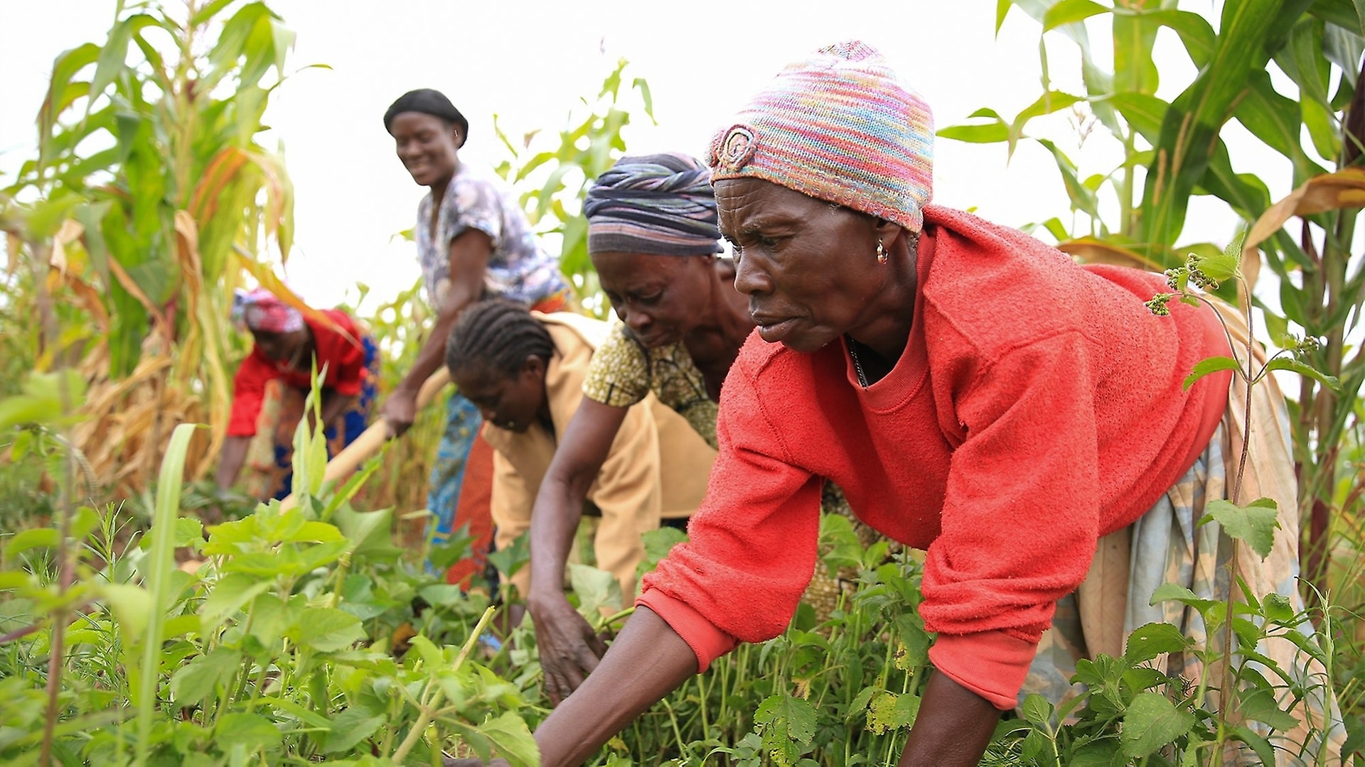 Durch nachhaltige Landwirtschaft schafft Bon Pasteur alternative Lebensgrundlangen. Foto: Nyokabi Kahura. 