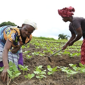 With sustainable agriculture projects, alternative livelihoods are created especially for women.