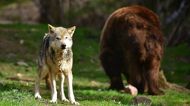 ProCent supports the Foundation for Bears, which are committed to the welfare of wolves, lynxes and bears.