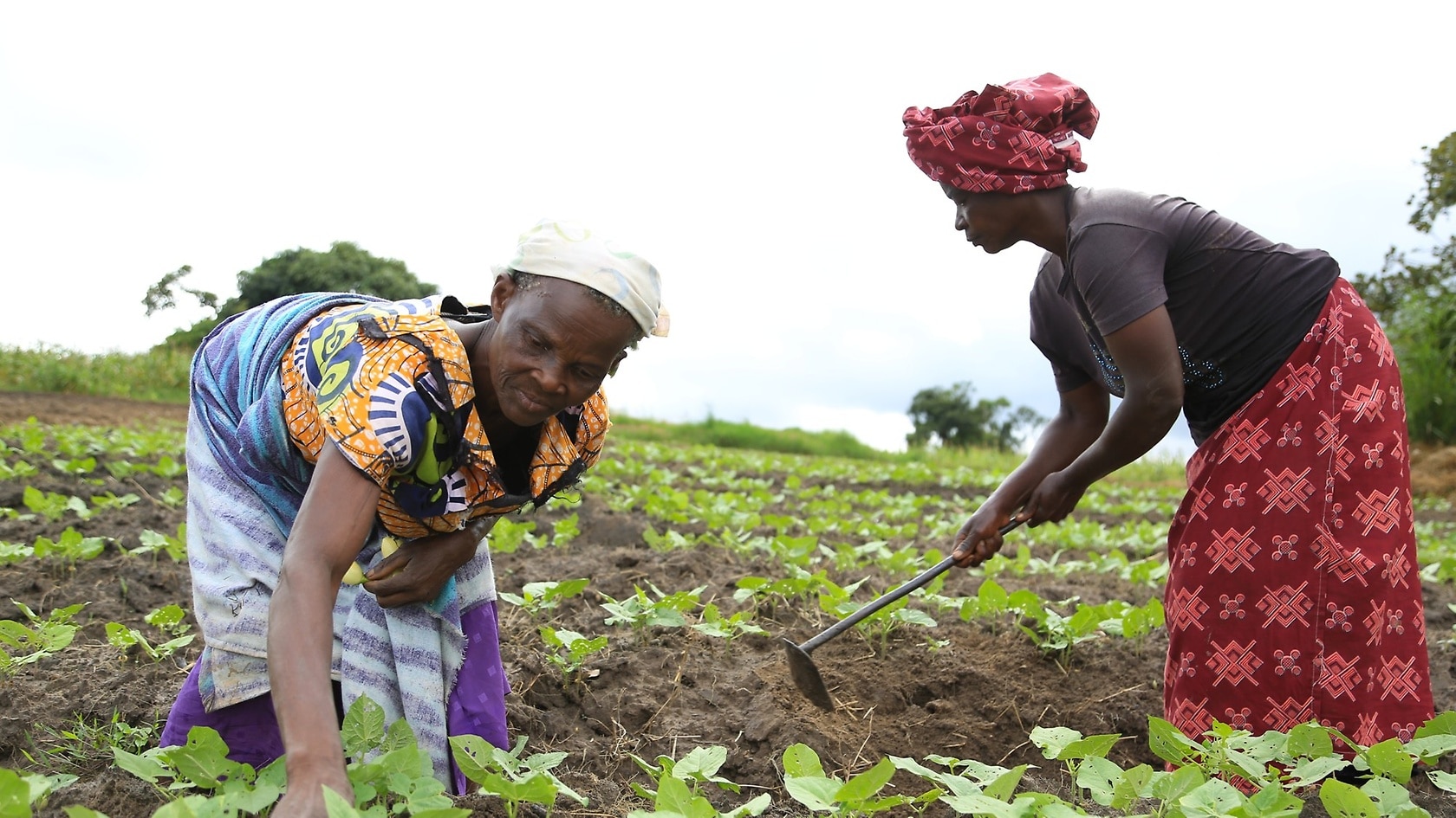 With sustainable agriculture projects, alternative livelihoods are created especially for women.