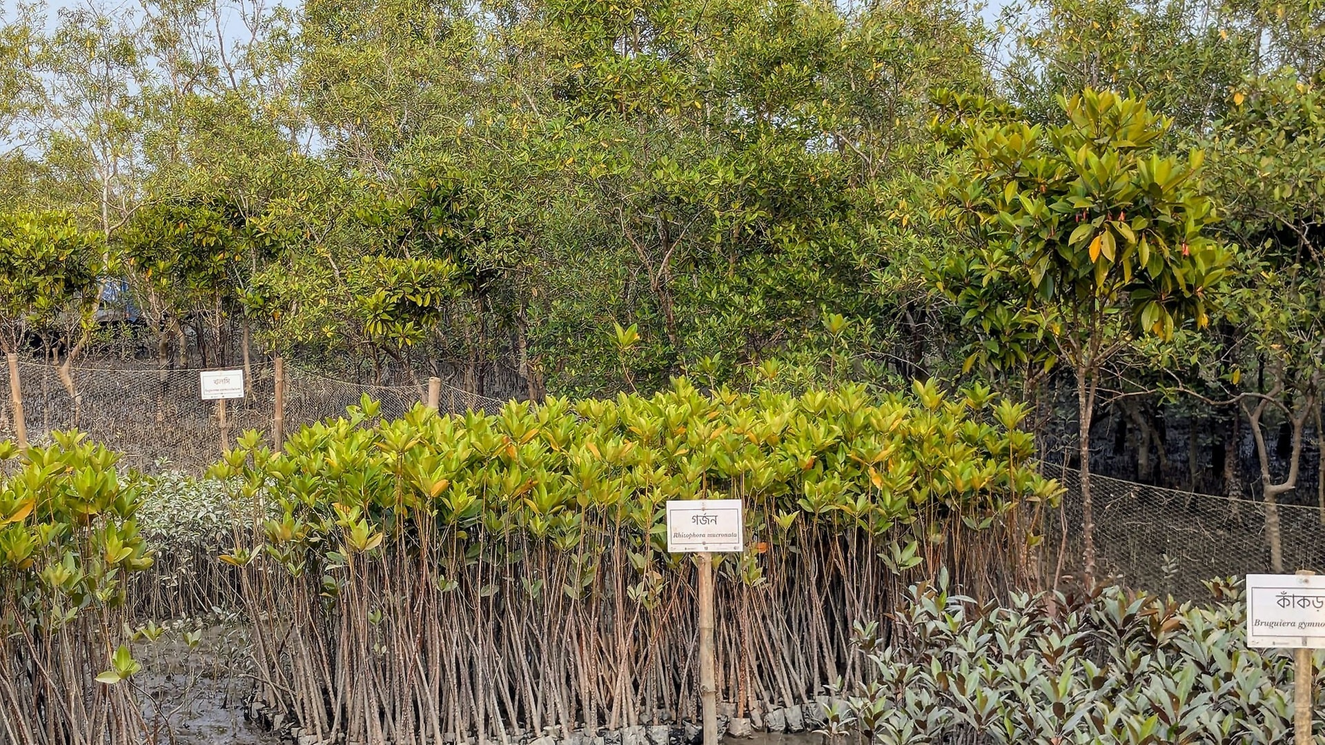 Mangrove nursery. Photo: Global Nature Fund.