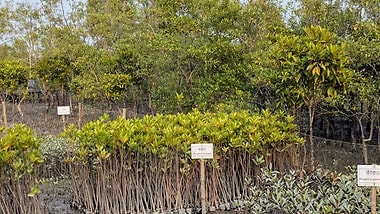 Mangrove nursery. Photo: Global Nature Fund.
