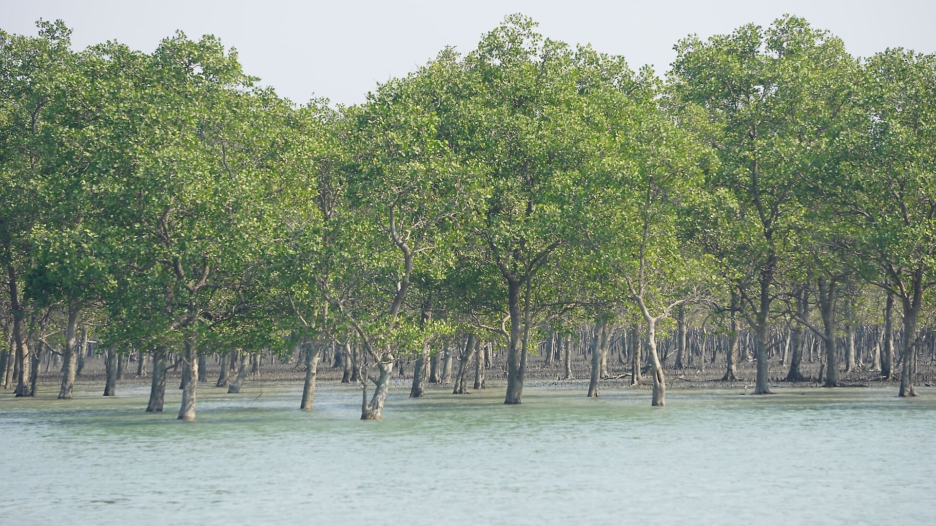 Mangrove forests as true all-rounders. Photo: Global Nature Fund.