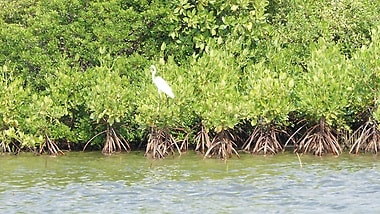 Mangrove plants. Photo: Global Nature Fund.