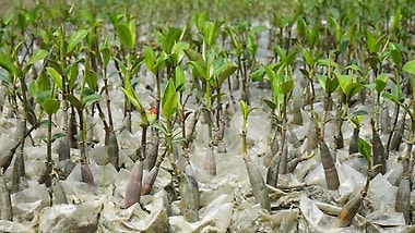 Mangrove seedlings. Photo: Global Nature Fund.